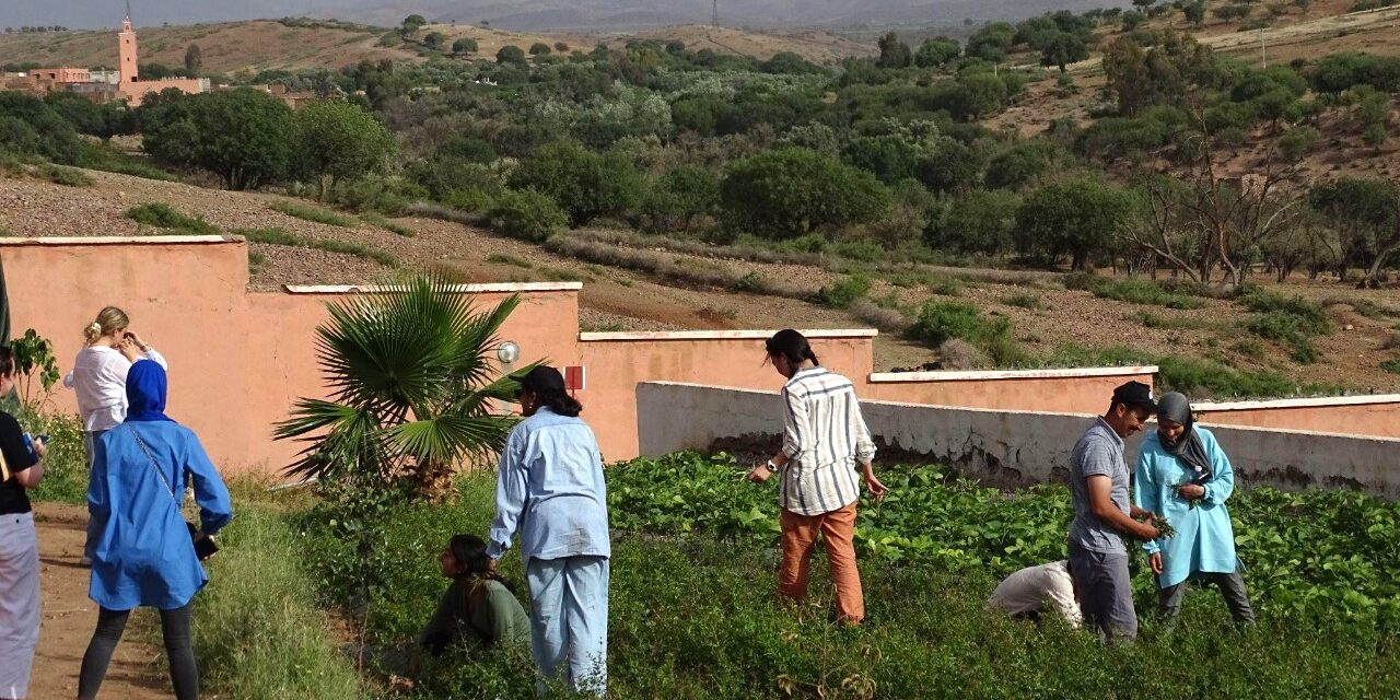 Tech vs. Trees: Why Nature-Based Solutions Like Tree Planting Are Essential for Restoring the Environment